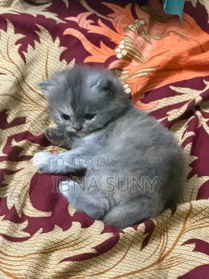 1-3 Months Female Purebred Persian