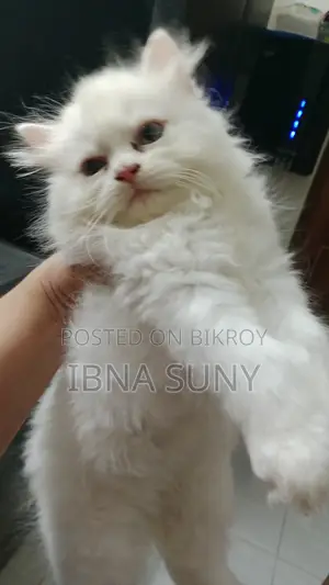 1-3 Months Female Purebred Persian