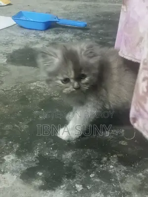1-3 Months Female Purebred Persian