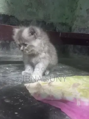 1-3 Months Female Purebred Persian