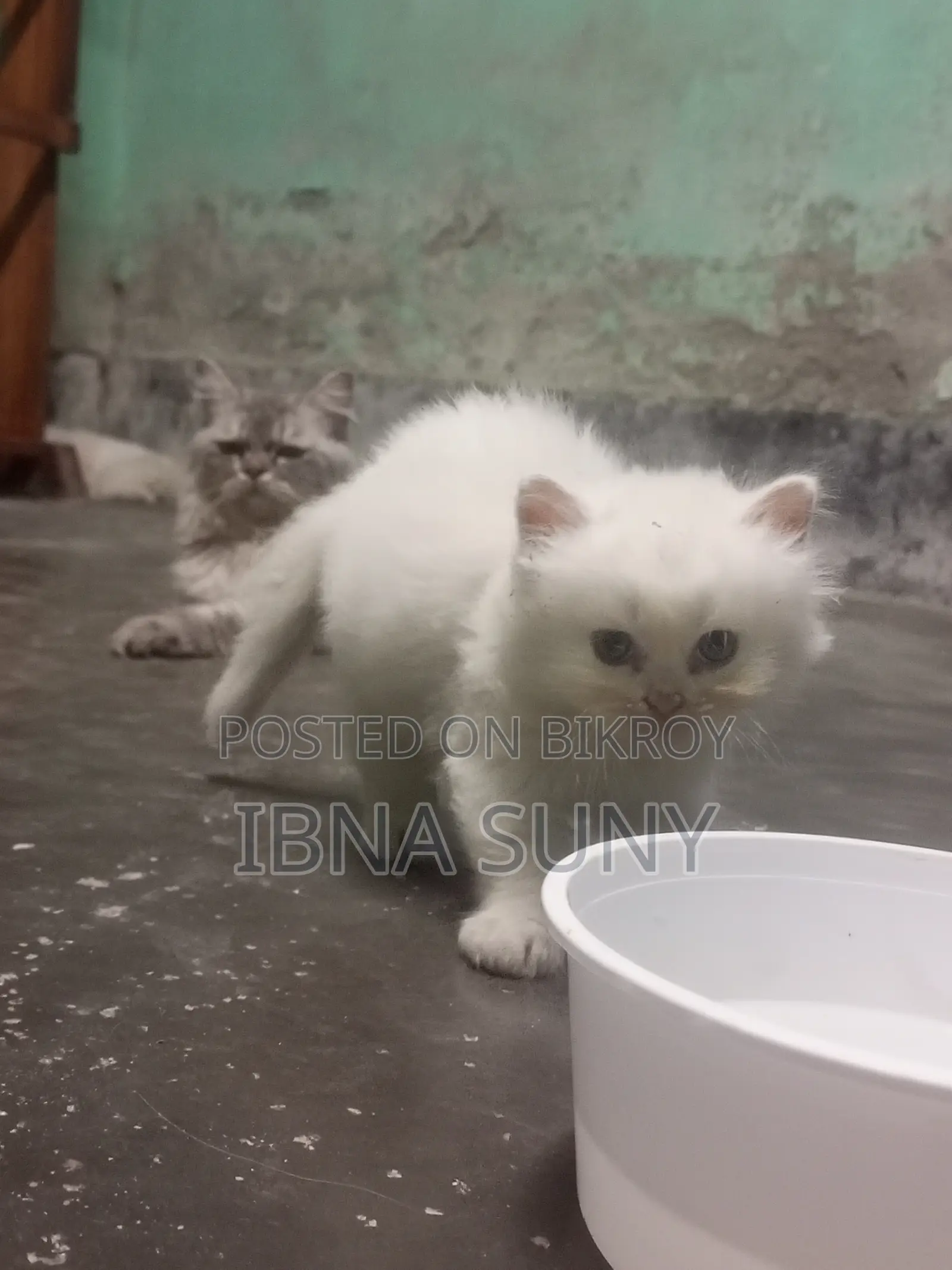 1-3 Months Female Purebred Persian