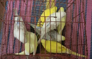 Budgerigar Bird