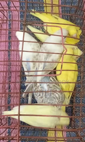Budgerigar Bird