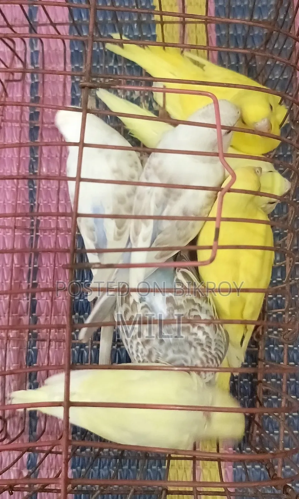 Budgerigar Bird