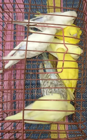 Budgerigar Bird