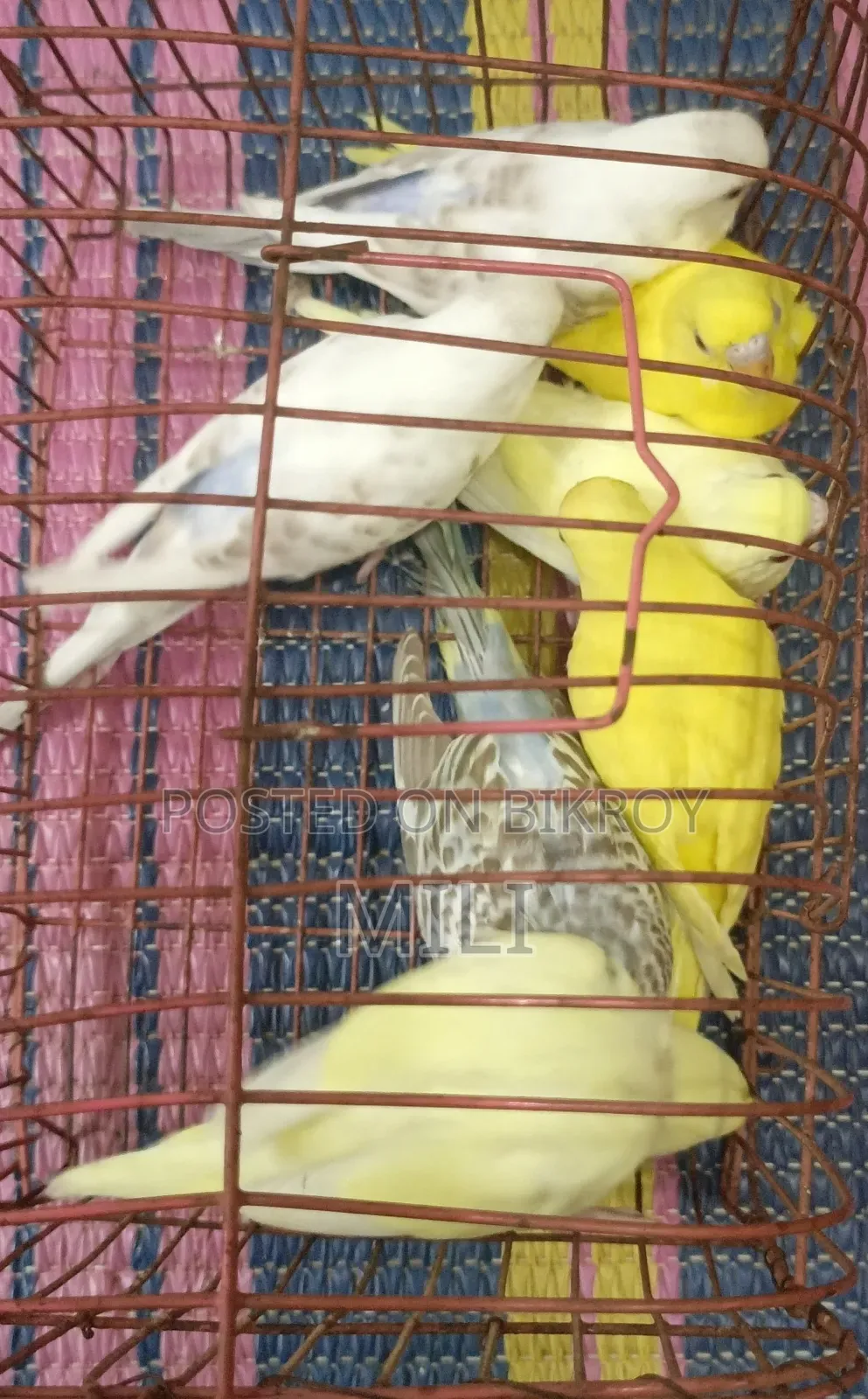 Budgerigar Bird