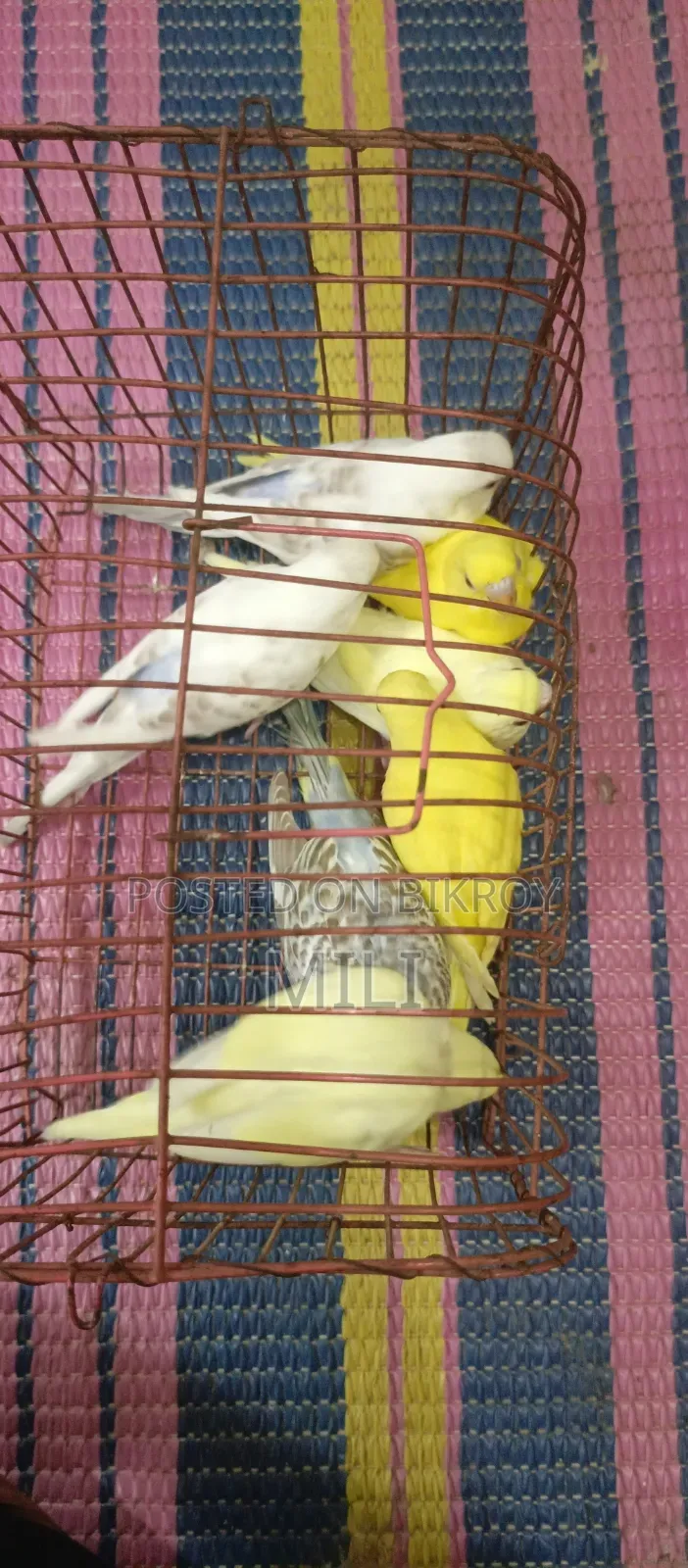Budgerigar Bird