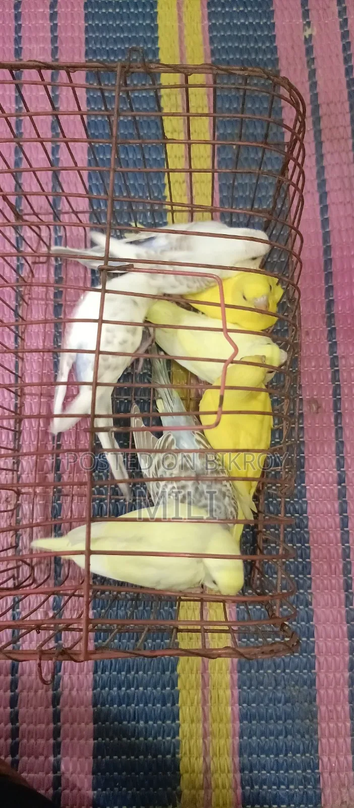 Budgerigar Bird