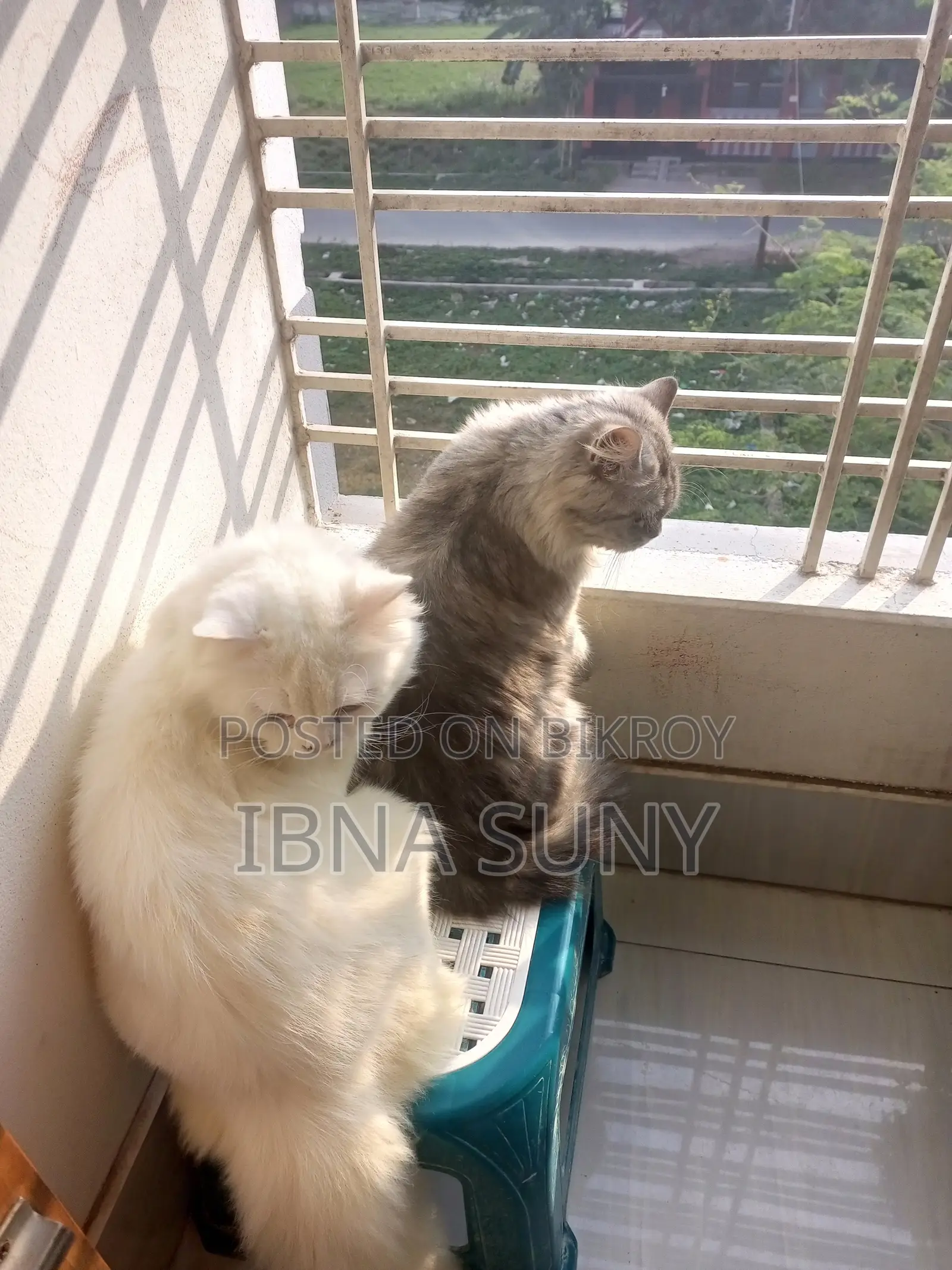 1+ Year Male Purebred Persian