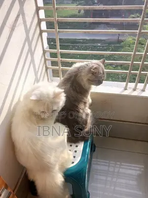 1+ Year Male Purebred Persian