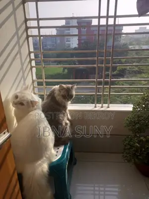 1+ Year Male Purebred Persian