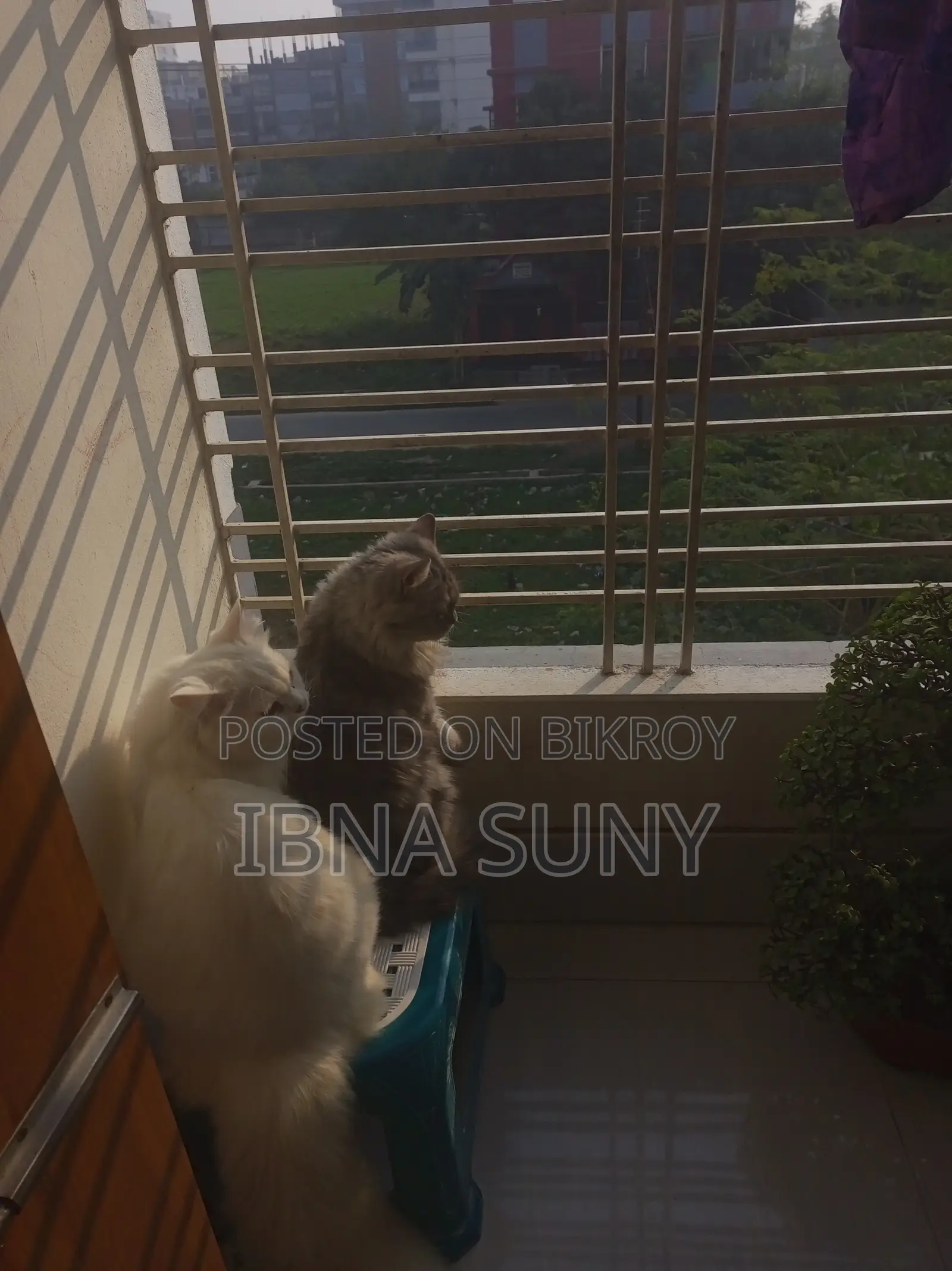 1+ Year Male Purebred Persian