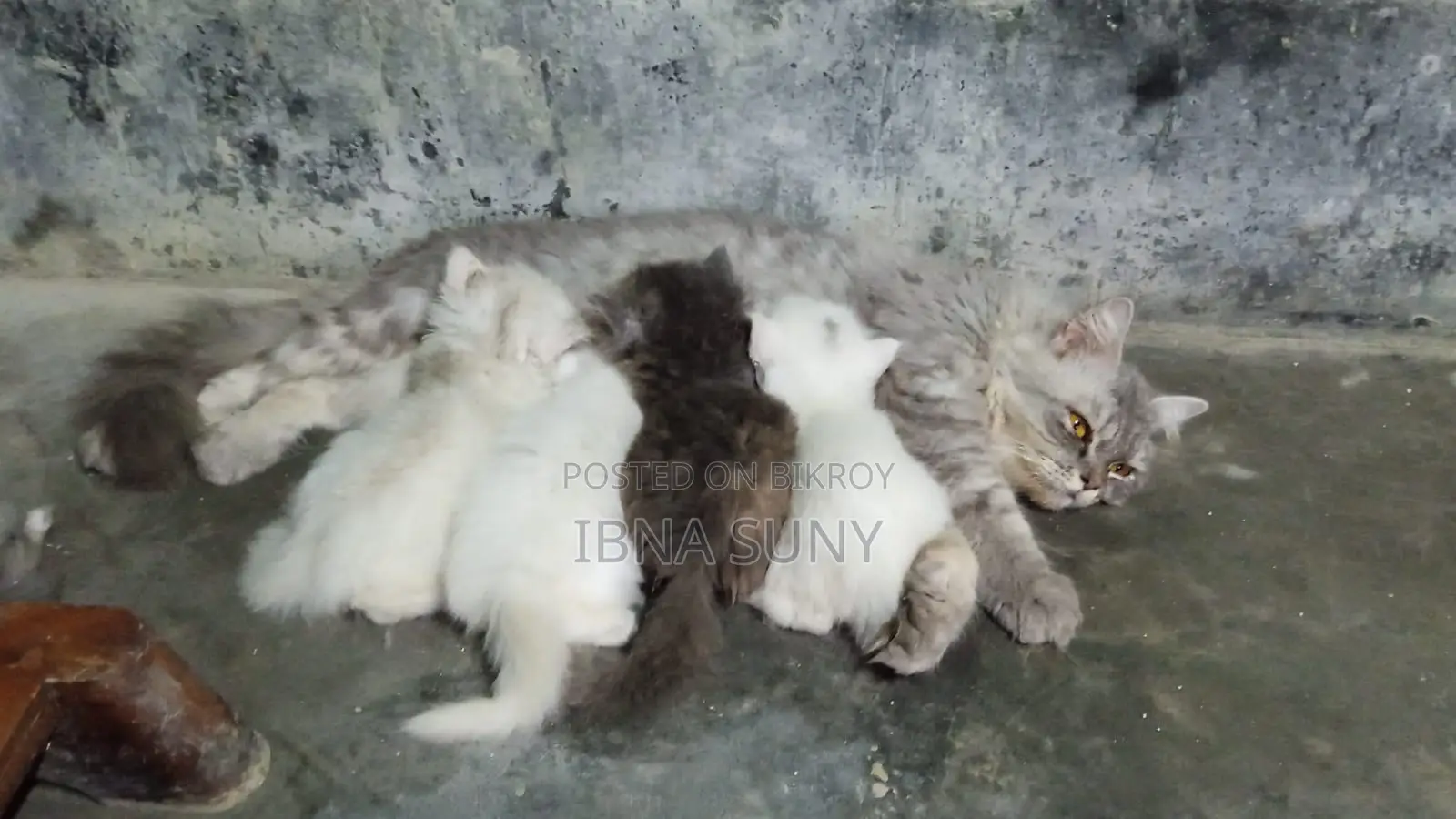 1+ Year Male Purebred Persian
