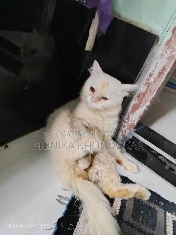 6-12 months Male Mixed Breed Persian