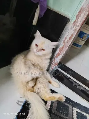 6-12 months Male Mixed Breed Persian
