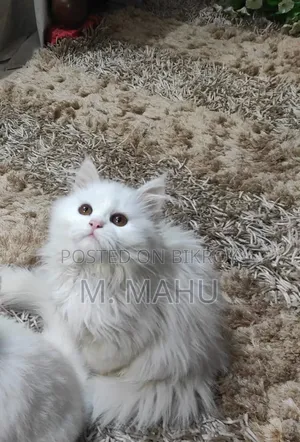 6-12 Months Male Purebred Persian