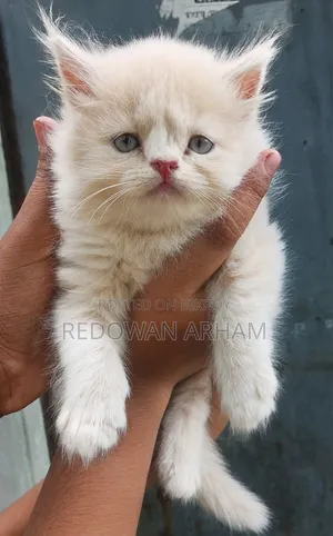 1-3 Months Female Purebred Persian