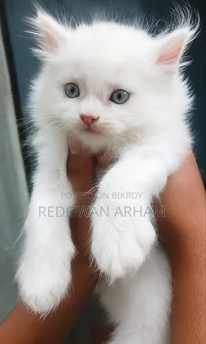 1-3 Months Female Purebred Persian