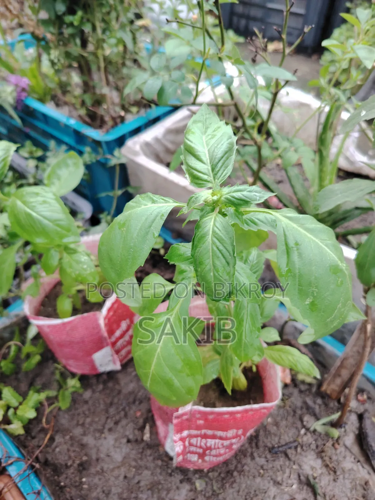 অথেনটিক ইতালিয়ান বাসিল প্ল্যান্ট