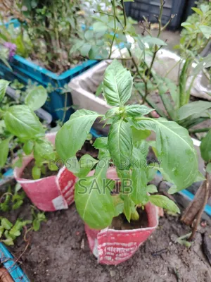 অথেনটিক ইতালিয়ান বাসিল প্ল্যান্ট