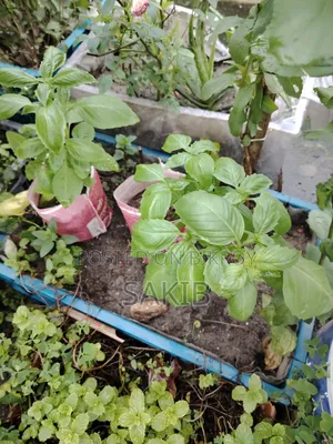 অথেনটিক ইতালিয়ান বাসিল প্ল্যান্ট