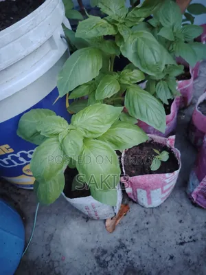 অথেনটিক ইতালিয়ান বাসিল প্ল্যান্ট