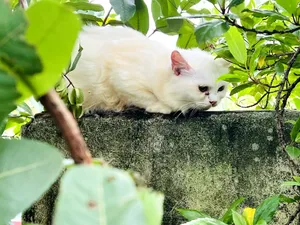 3-6 Months Male Mixed Breed Persian