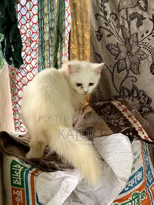3-6 Months Male Mixed Breed Persian