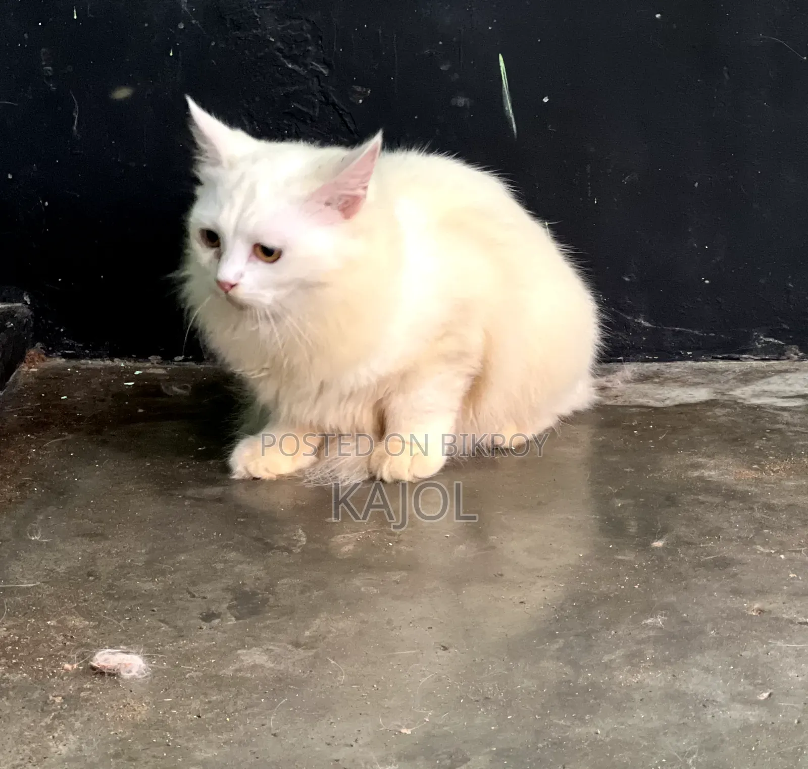 3-6 Months Male Mixed Breed Persian