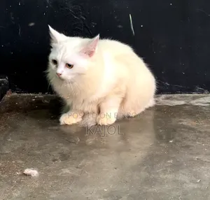 3-6 Months Male Mixed Breed Persian