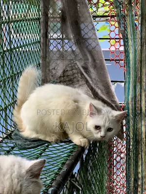 3-6 Months Male Mixed Breed Persian