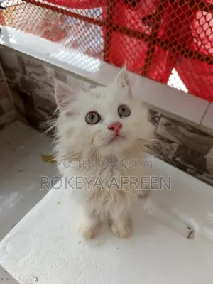 1-3 months Male Purebred Persian