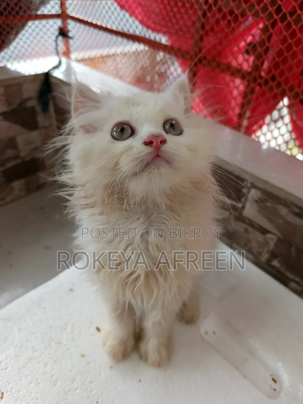 1-3 months Male Purebred Persian