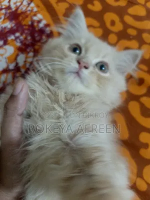 1-3 months Male Purebred Persian