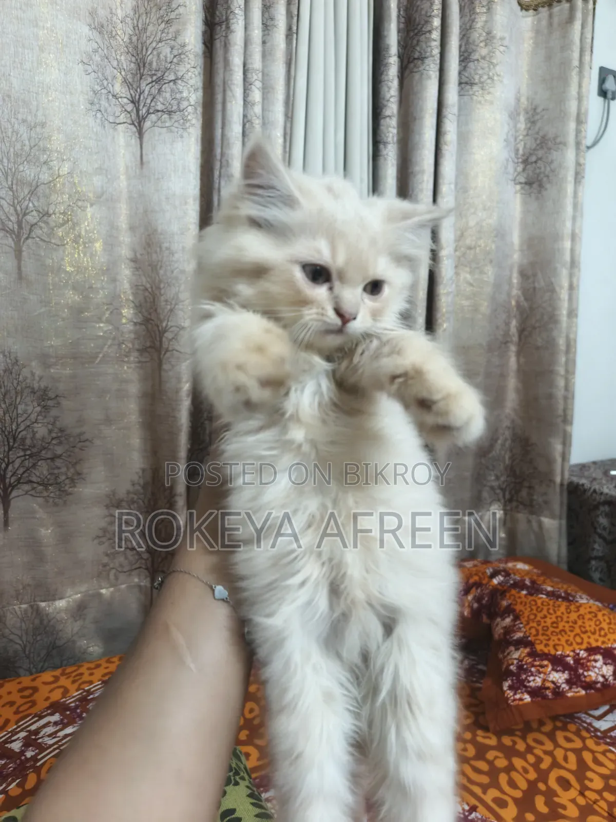 1-3 months Male Purebred Persian