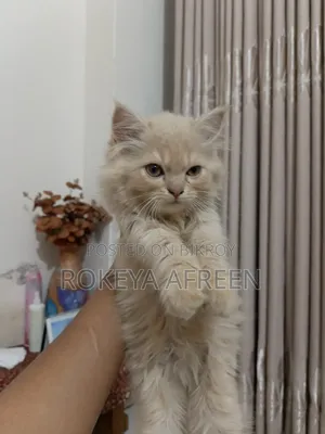 1-3 months Male Purebred Persian