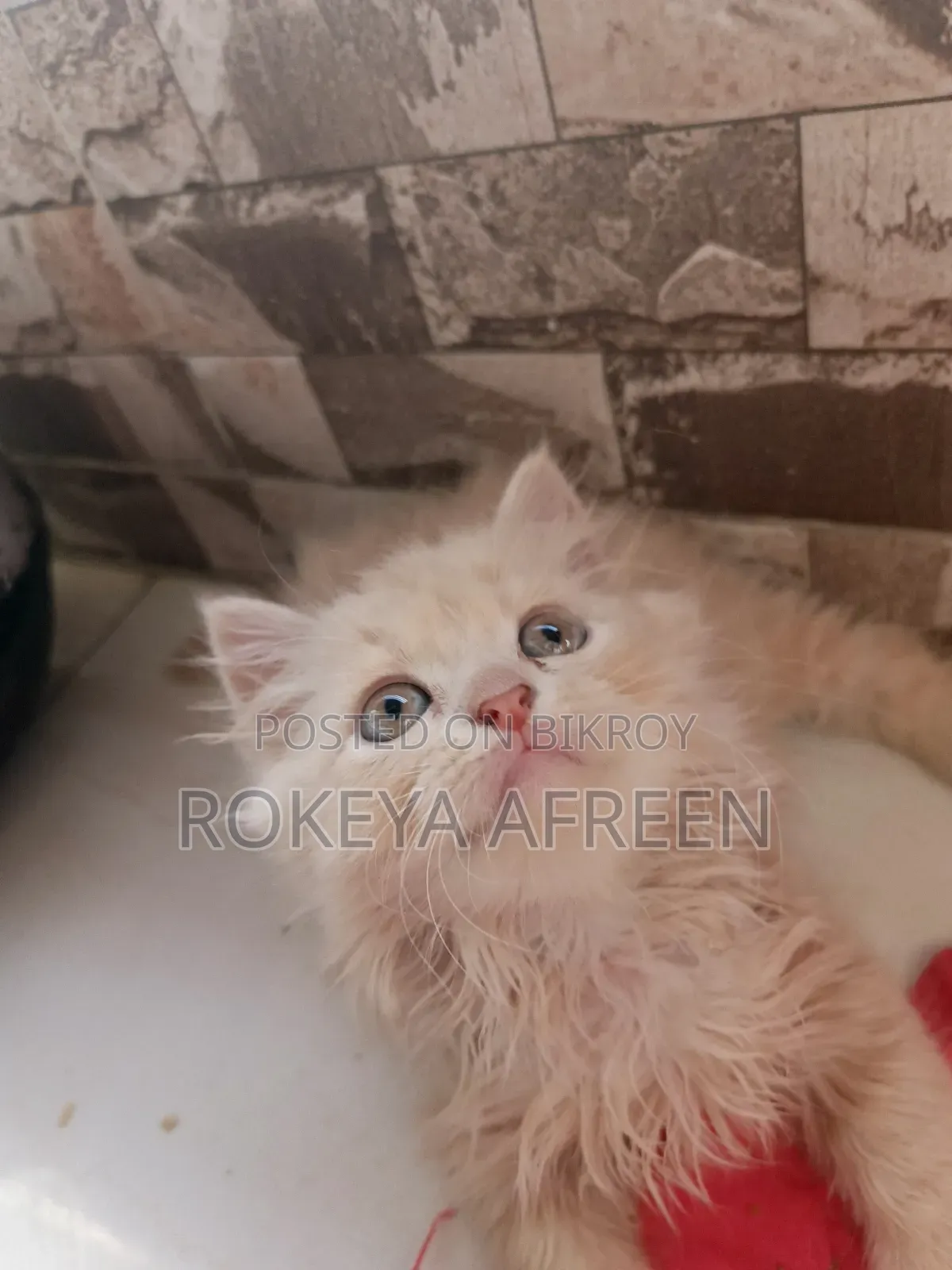 1-3 months Male Purebred Persian