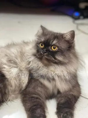 6-12 Months Male Purebred Persian