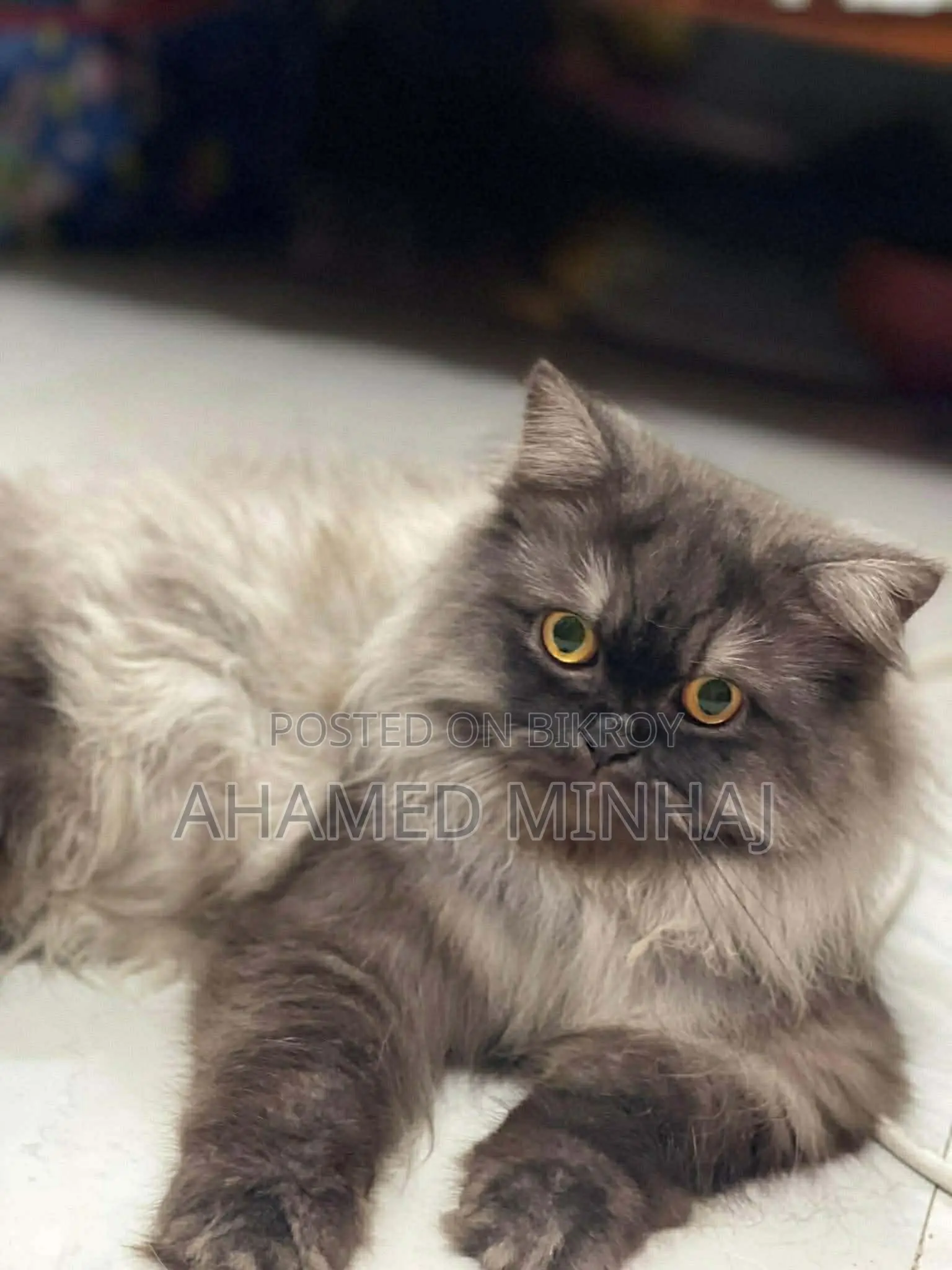 6-12 Months Male Purebred Persian