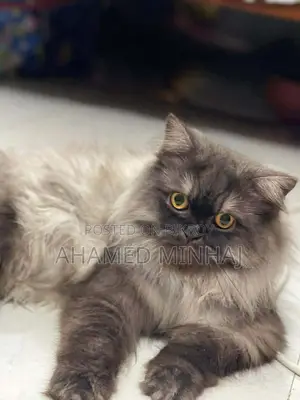6-12 Months Male Purebred Persian