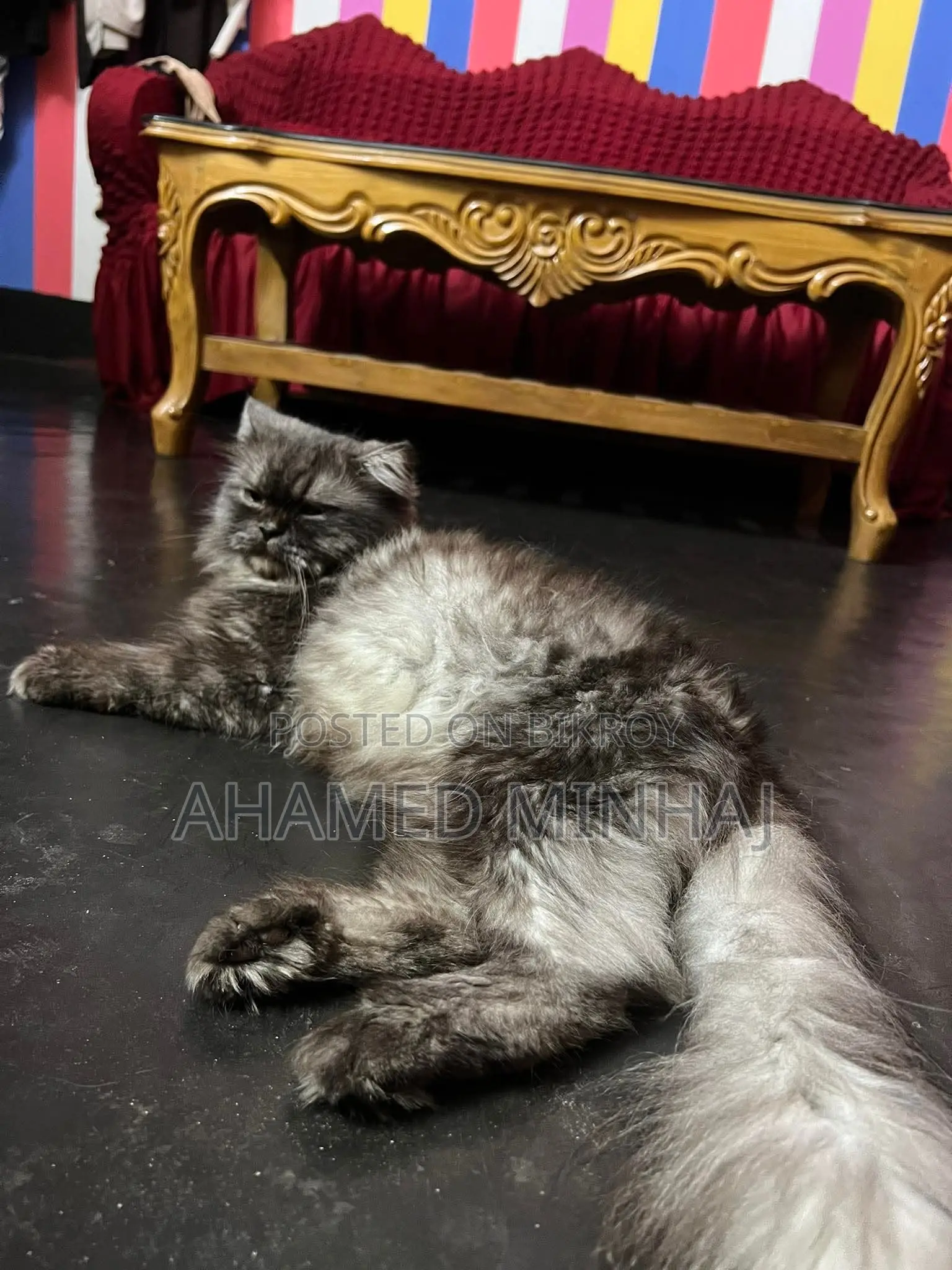 6-12 Months Male Purebred Persian