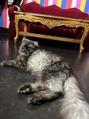 6-12 Months Male Purebred Persian