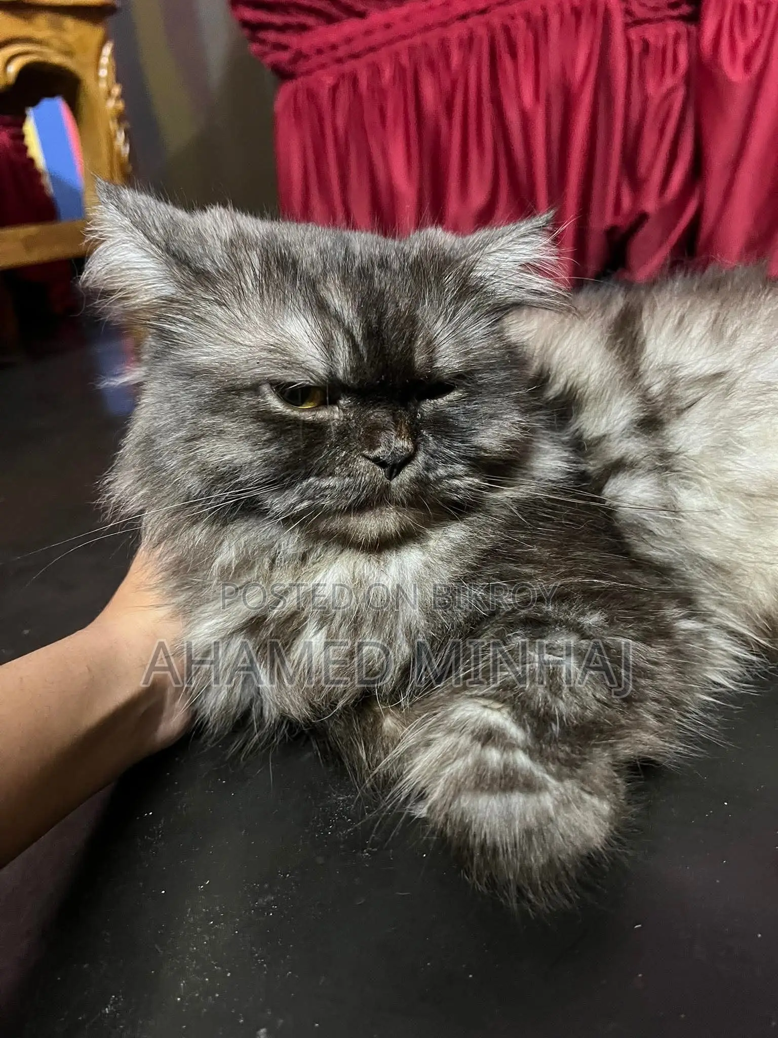 6-12 Months Male Purebred Persian