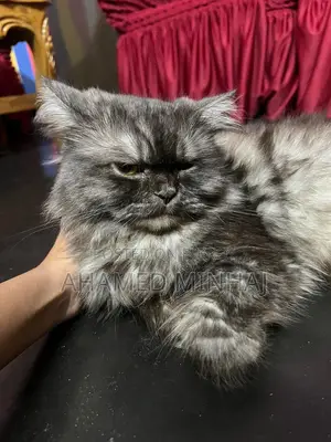 6-12 Months Male Purebred Persian