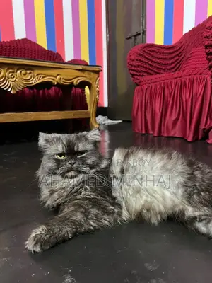 6-12 Months Male Purebred Persian