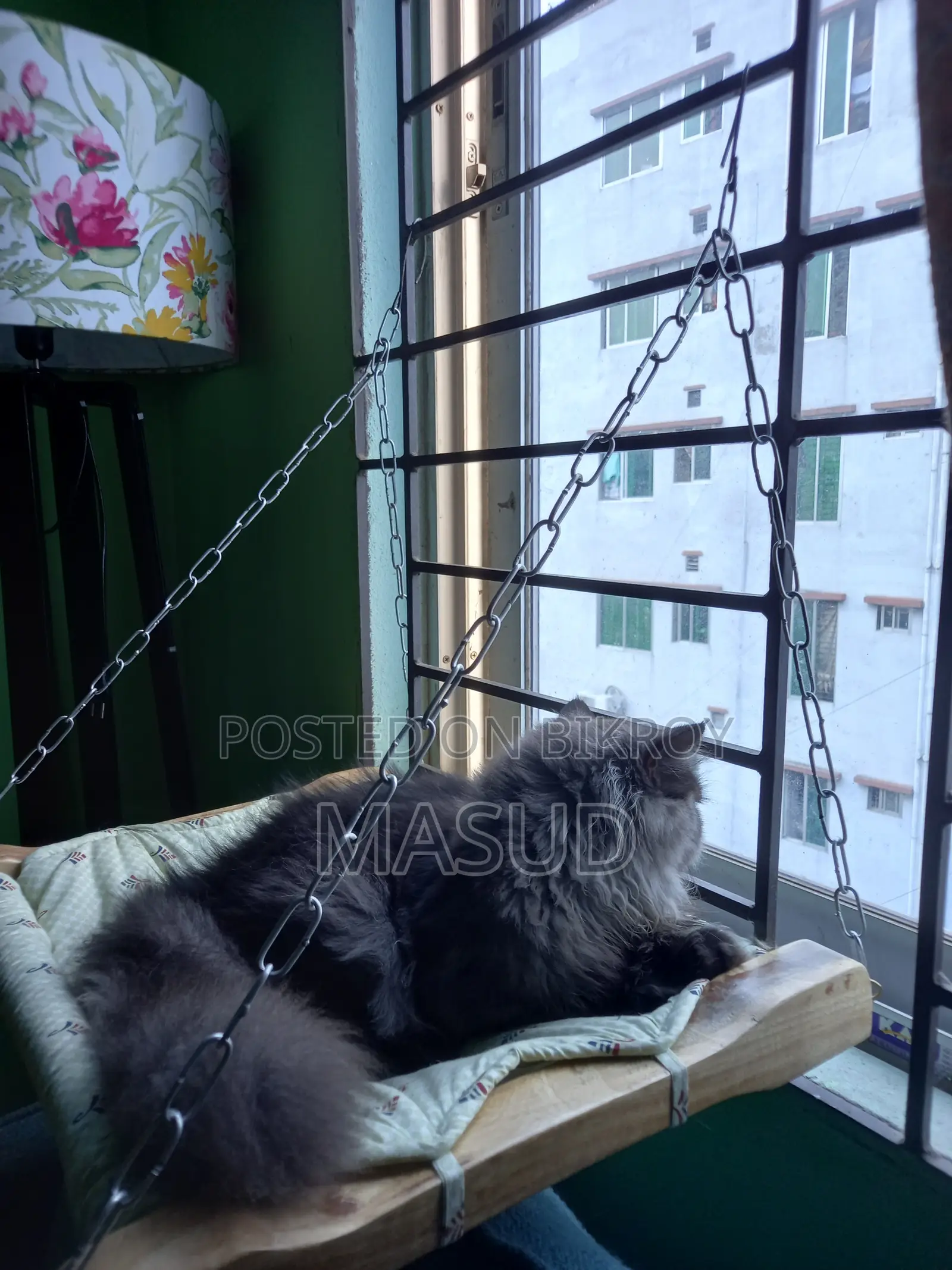 1+ Year Female Purebred Persian