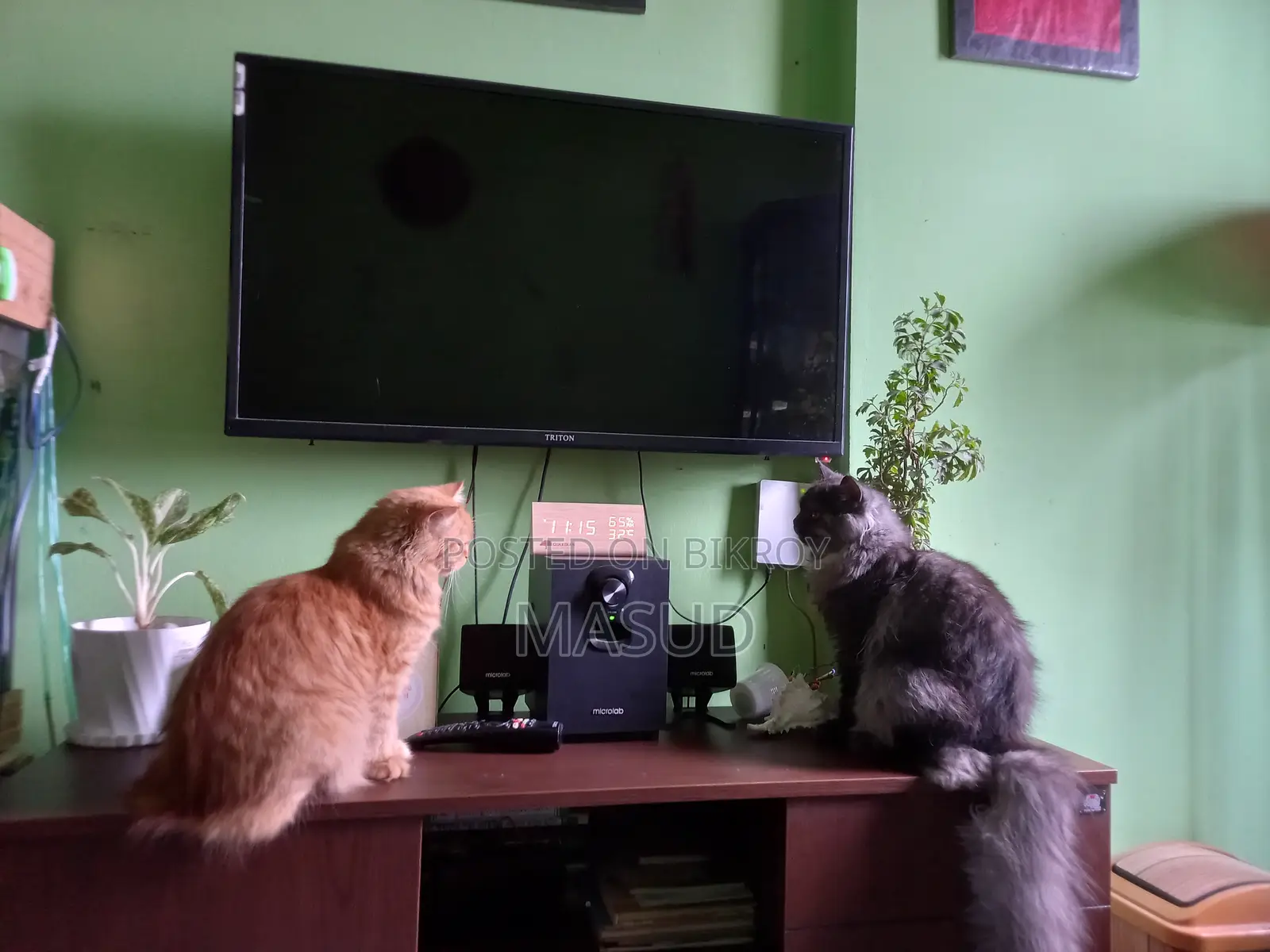 1+ Year Female Purebred Persian