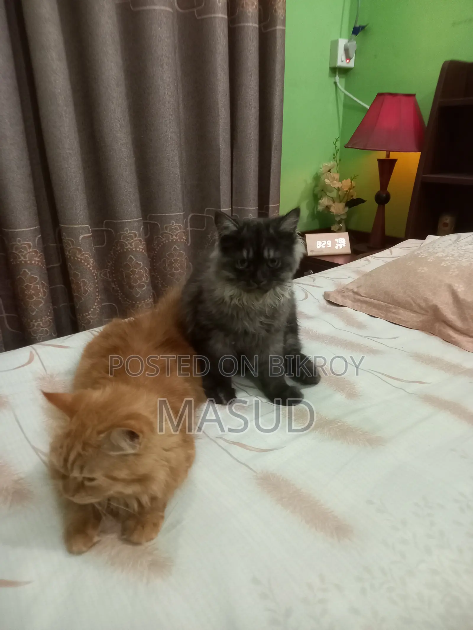 1+ Year Female Purebred Persian