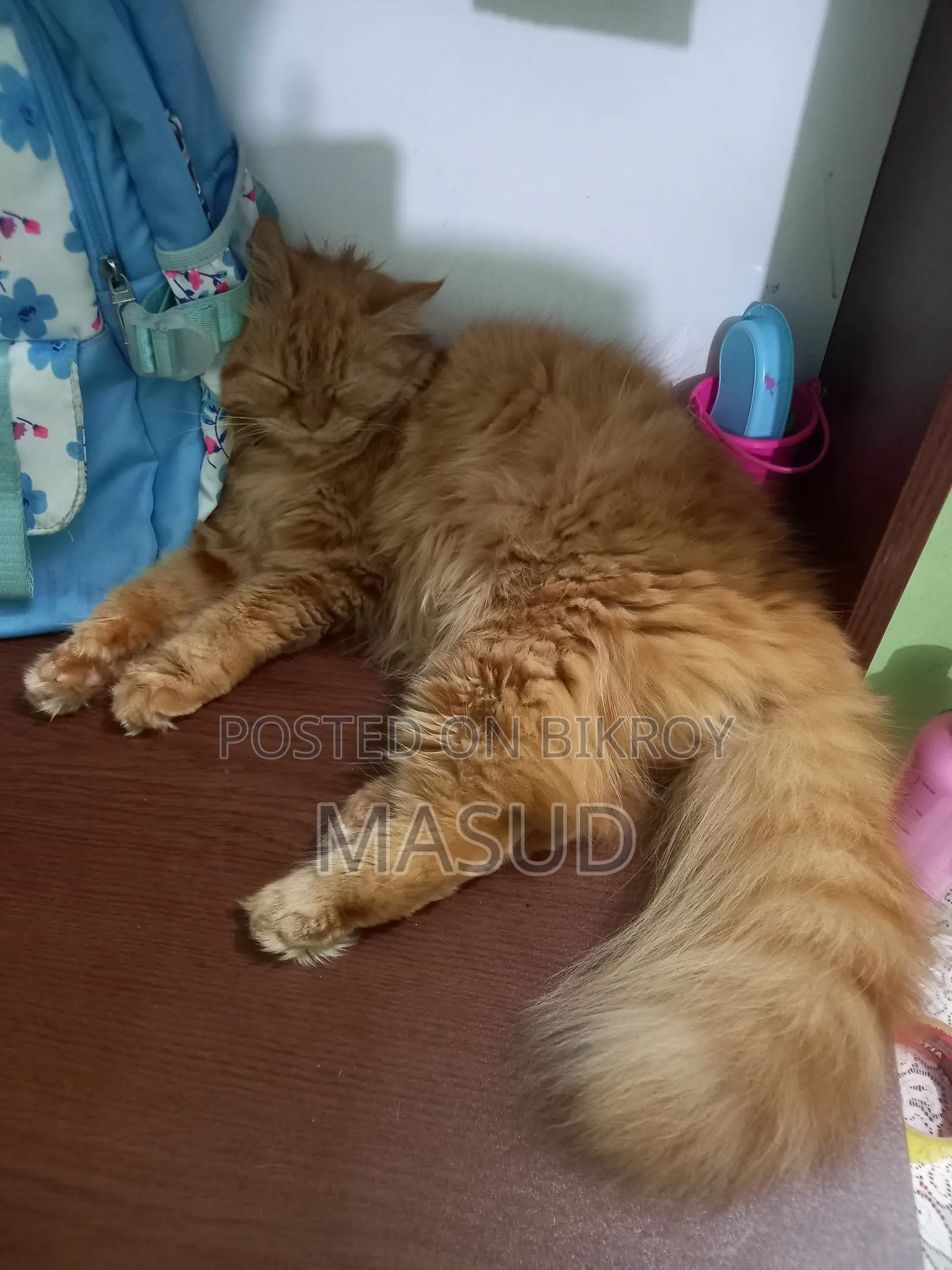 1+ Year Female Purebred Persian