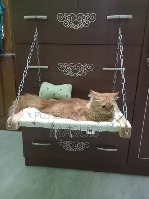 1+ Year Female Purebred Persian